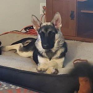 Meet your Posher, Susan